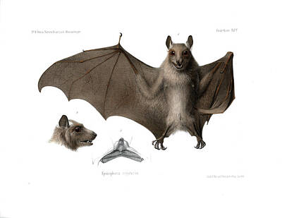 Recently Sold - Food And Beverage Drawings - Peterss epauletted fruit bat by Hugo Troschel