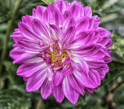 Royalty-Free and Rights-Managed Images - Pink Petals by Martin Newman