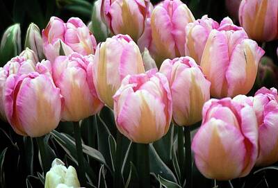 Staff Picks Rosemary Obrien - Pink Striped Tulips by Rebecca Renfro