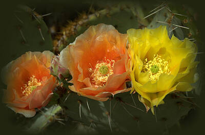 Graphic Tees - Prickly Pear Cactus Blooms by Teresa Stallings