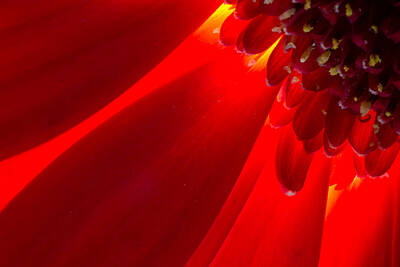 Holiday Cheer Hanukkah - Red Chrysanthemum Flower by John Williams