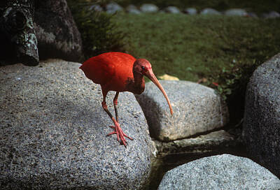Moody Trees - Red Ibis by Carl Purcell