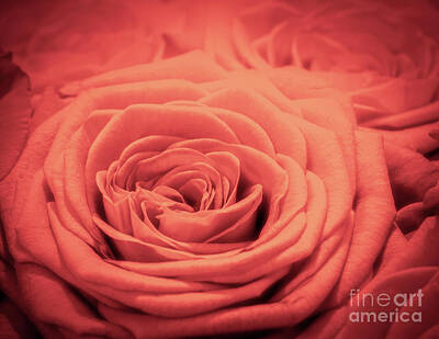 Roses Royalty-Free and Rights-Managed Images - Red rose background. Romantic love greeting card by Michal Bednarek