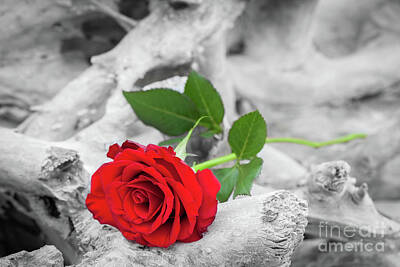 Roses Photo Royalty Free Images - Red rose on the beach. Color against black and white. Love, romance, melancholy concepts. Royalty-Free Image by Michal Bednarek