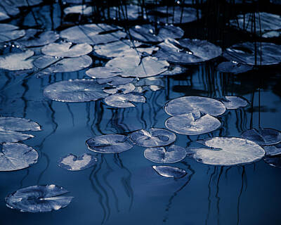 Lilies Photos - Reeds and Pads 2 by Rebecca Cozart