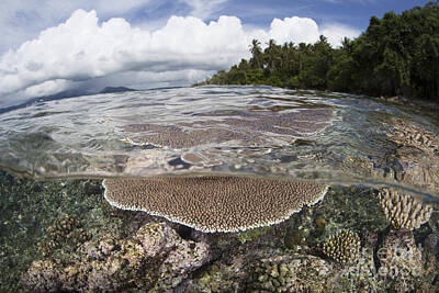 Wolves - Reef-building Corals Grow On A Reef by Ethan Daniels