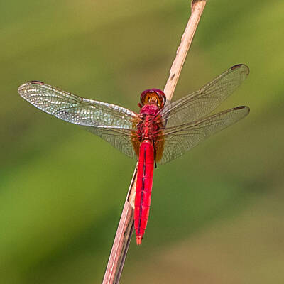 Wild Weather - Scarlet Dragonfly by Anupam Gupta