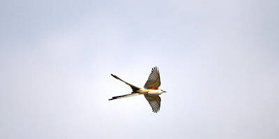 Landscapes Kadek Susanto Royalty Free Images - Scissor-tailed Flycatcher Showing-off Royalty-Free Image by Roy Williams