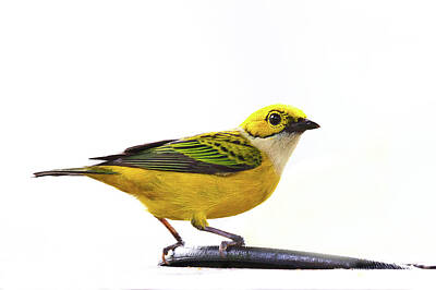 Airplane Paintings Royalty Free Images - Silver-Throated Tanager  Royalty-Free Image by Janet Chung