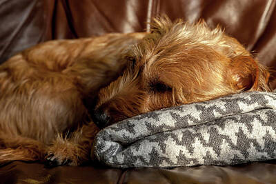 Catch Of The Day - Snoozy Dog  by Gary Rayner