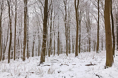 Comedian Drawings Royalty Free Images - Snow covered forest Royalty-Free Image by Richard Thomas