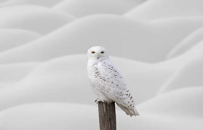 Boho Beach Days - Snowy Owl by Mark Duffy