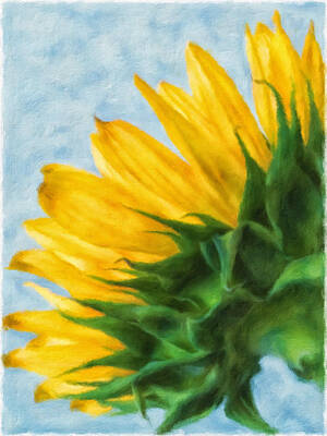 Sunflowers Mixed Media - Sunflower  by Jonathan Nguyen