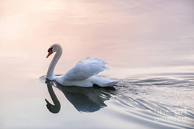 Animals Royalty-Free and Rights-Managed Images - Sunset swan 2 by Elena Elisseeva
