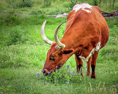 Robert Bellomy Royalty-Free and Rights-Managed Images - Texas Longhorn Grazing by Robert Bellomy