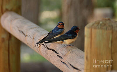 Birds Photo Rights Managed Images - Two by Two Royalty-Free Image by Debby Pueschel