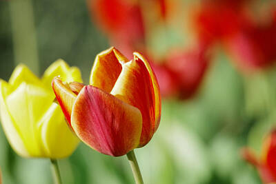 Birds Photo Rights Managed Images - Two tulips Royalty-Free Image by Jeff Swan