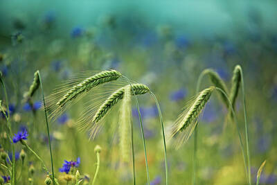 Royalty-Free and Rights-Managed Images - Wheat And Corn Flowers by Nailia Schwarz