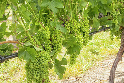 Madonna Rights Managed Images - Delicious white grapes hanging in a vineyard Royalty-Free Image by Patricia Hofmeester