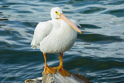 Ps I Love You - White Pelican by Robert Brown