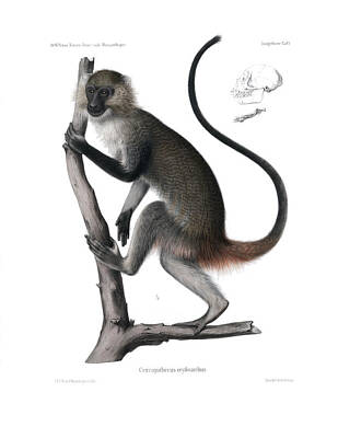 Achieving - White Throated Guenon, Cercopithecus albogularis erythrarchus by J D L Franz Wagner