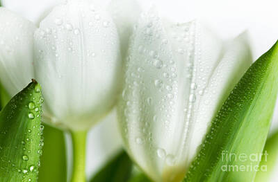 Florals Photos - White Tulips by Nailia Schwarz