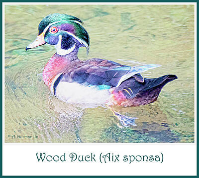 Stunning 1x - Wood Duck, Male, Swimming in a Stream by A Macarthur Gurmankin
