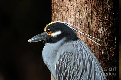 The Female Body Royalty Free Images - Yellow Crowned Night Heron Royalty-Free Image by Jim Beckwith
