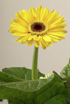 Sunflowers Rights Managed Images - Yellow Gerbera Daisy Royalty-Free Image by JT Lewis