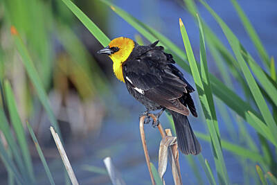 Anchor Down Royalty Free Images - Yellow Headed Blackbird Royalty-Free Image by Whispering Peaks Photography
