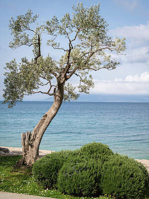Cowboy - Young olive tree in front of mediterranean beach by Stefan Rotter