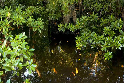 Vintage Signs - Zanzibar Island Swamp Marshes Wetlands vegitation trees fish water crabs eggs habitat  by Navin Joshi