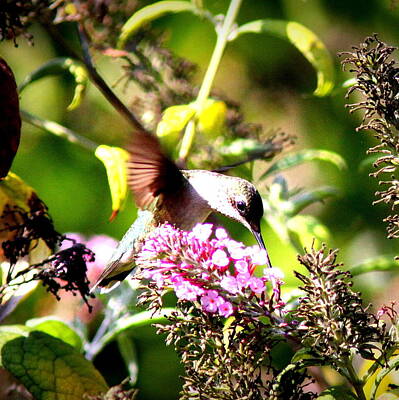 Pretty In Pink - 103653 -Ruby-throated Hummingbird by Travis Truelove
