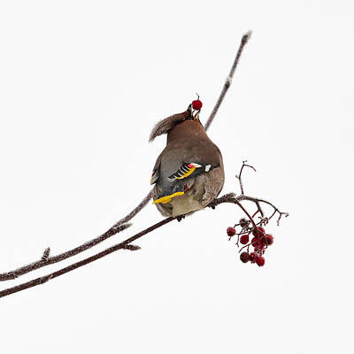Jouko Lehto Rights Managed Images - Bohemian waxwings eating rowan berries Royalty-Free Image by Jouko Lehto