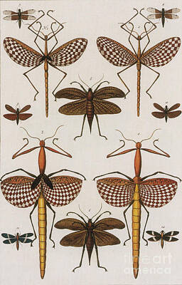 Animals Royalty-Free and Rights-Managed Images - Insects, Sebas Thesaurus, 1734 by Science Source