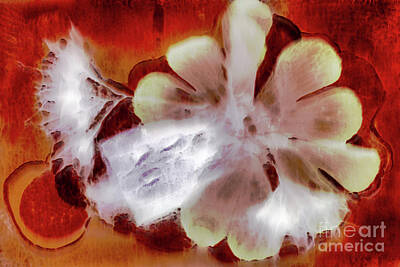 Abstract Flowers Photos - 11238 Flower Abstract Series 05-03 by Colin Hunt