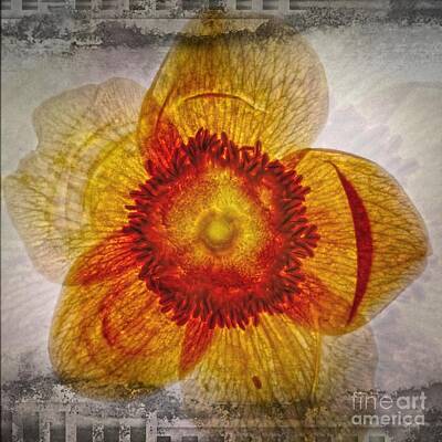 Abstract Flowers Digital Art - 11246 Flower Abstract Series 02 #10 by Colin Hunt