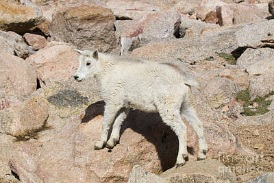 Steven Krull Royalty Free Images - Baby Mountain Goats on Mount Evans Royalty-Free Image by Steven Krull