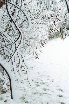 Moody Trees - Hoar frost by Kylie Jo Greshik