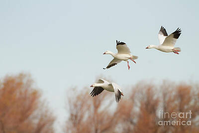 Neutrality - 1,2,3,Geese by Ruth Jolly