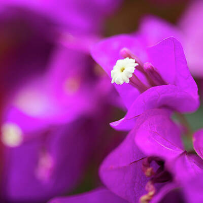 Food And Beverage Royalty-Free and Rights-Managed Images - Bougainvillea by MindGourmet Food for Thought