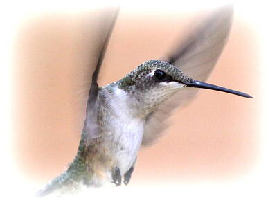 Bumble Bees - 1492-022 - Ruby-throated Hummingbird by Travis Truelove