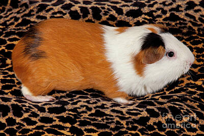 Cargo Boats Rights Managed Images - American Guinea Pigs - Cavia porcellus Royalty-Free Image by Anthony Totah