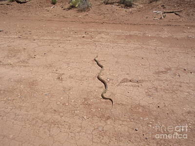 Target Threshold Photography Rights Managed Images - A Snake On The Dirt Royalty-Free Image by Frederick Holiday