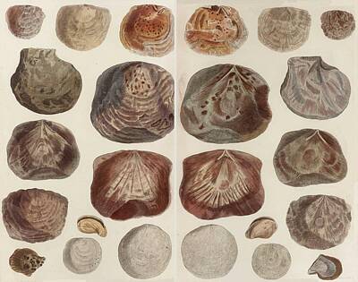 Animals Drawings - Aquatic Animals - Seafood - Shells -  Mussels by ArtBeOk Com
