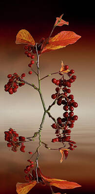 Abstract Works - Autumn leafs and red berries by David French