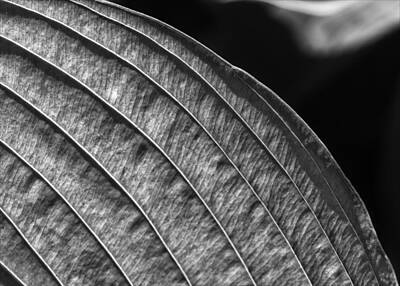 Interior Designers Rights Managed Images - Back Lit Leaf Royalty-Free Image by Robert Ullmann