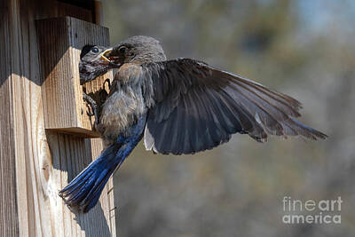 Birds Photos - Beak to Beak by Michael Dawson