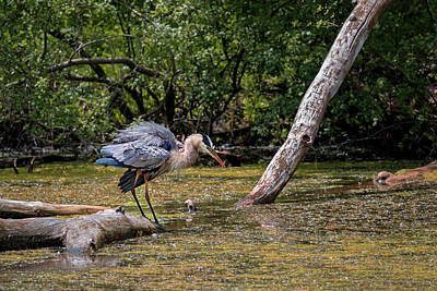 Comedian Drawings Royalty Free Images - Blue Heron Royalty-Free Image by Peter Lakomy