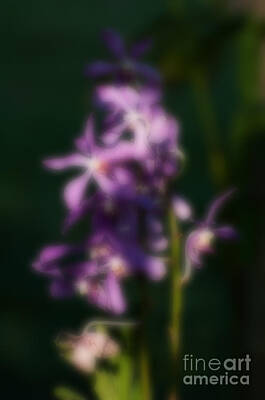 Game Of Chess - Blurred seasonal orchid flowers with dark green background by Rudra Narayan  Mitra